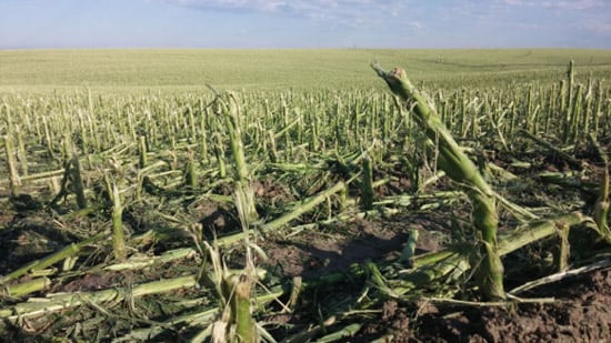 V4 (4-leaf) corn in Dodge County, Nebraska damaged by hail on June 3