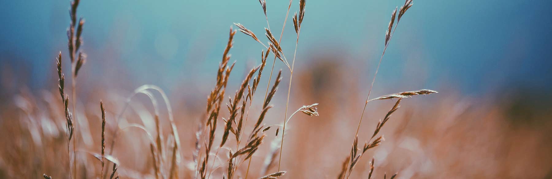 Crop Canada background image