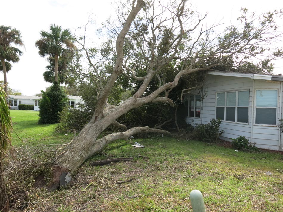 Tree collapsed on building.