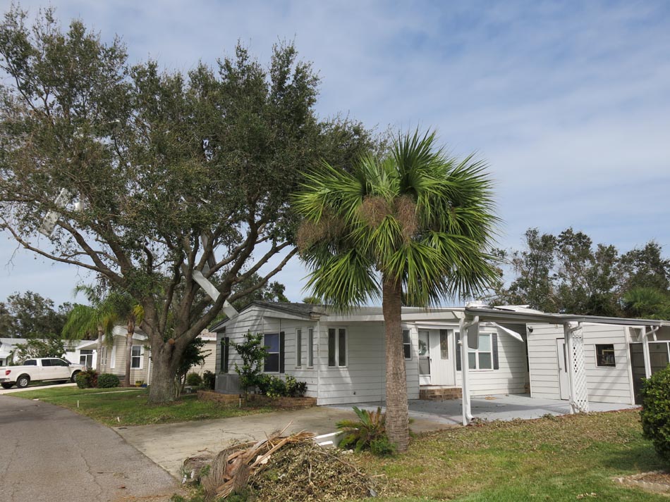 Carport failure; aluminum panels can be seen stuck in the tree.