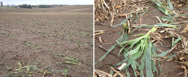 V4 (4-leaf) corn in Dodge County, Nebraska damaged by hail on June 3