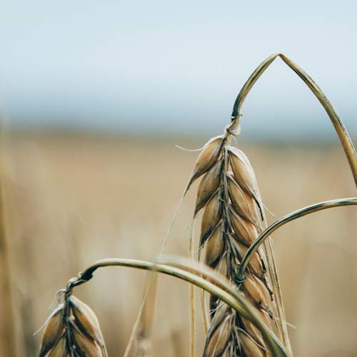 Golden Wheat