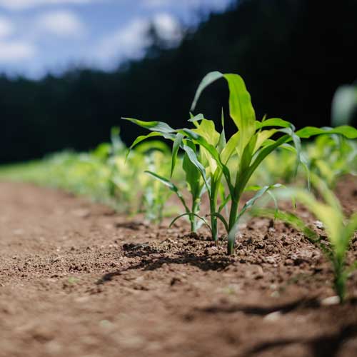 Growing corn