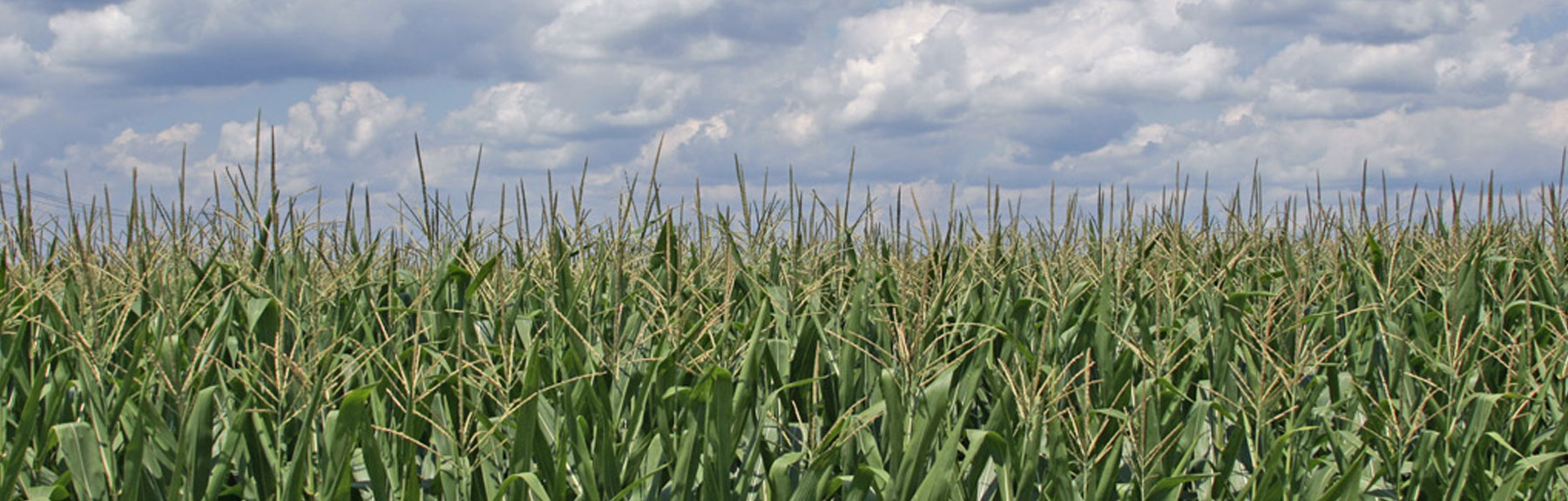 AIR's Crop Hail Model