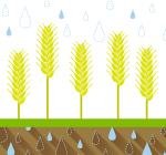 California Drought, Nebraska Hail, and Record-Breaking Corn Belt Production